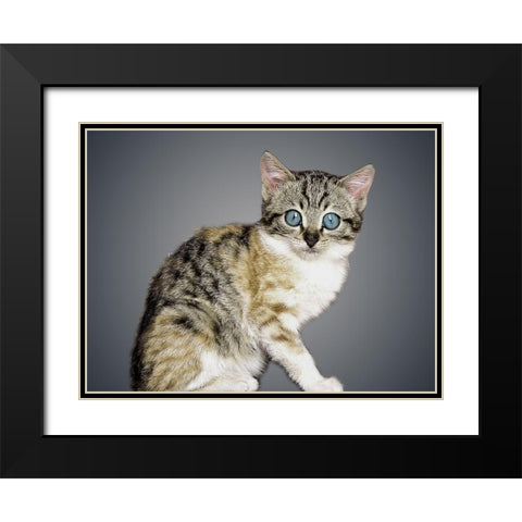 Boundless Cuteness 2 Black Modern Wood Framed Art Print with Double Matting by Prime, Marcus