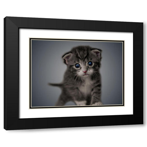 Boundless Cuteness 4 Black Modern Wood Framed Art Print with Double Matting by Prime, Marcus