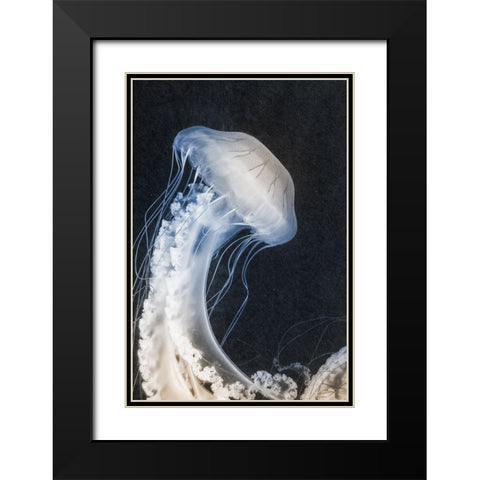 Floating Queen 1 Black Modern Wood Framed Art Print with Double Matting by Prime, Marcus