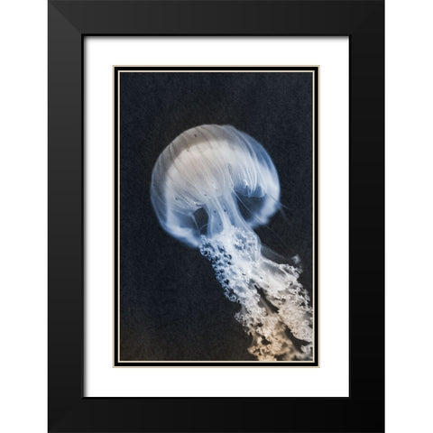 Floating Queen 2 Black Modern Wood Framed Art Print with Double Matting by Prime, Marcus