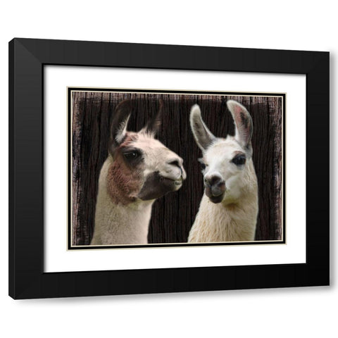 Llama Discussion Black Modern Wood Framed Art Print with Double Matting by Prime, Marcus