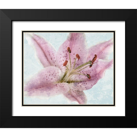 Lily Love 2 Black Modern Wood Framed Art Print with Double Matting by Prime, Marcus