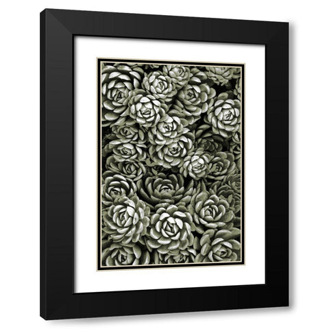 Botanical Farm 1 Black Modern Wood Framed Art Print with Double Matting by Prime, Marcus