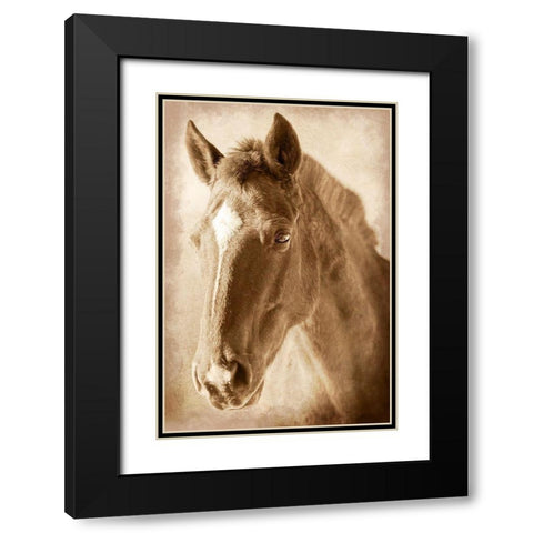 Wild Stallion 1 Black Modern Wood Framed Art Print with Double Matting by Prime, Marcus