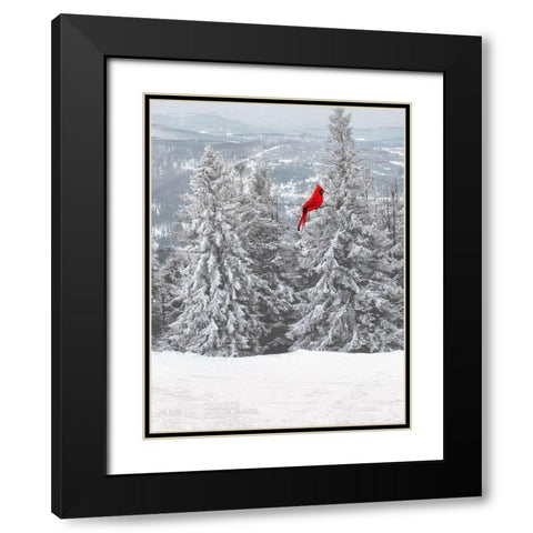Merry Cardinal 1 Black Modern Wood Framed Art Print with Double Matting by Prime, Marcus