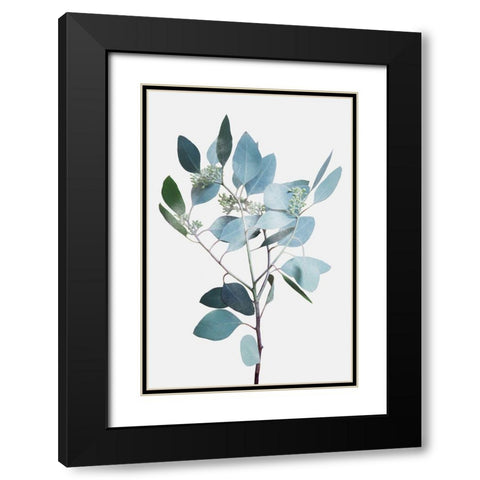 Misty Eucalyptus 2 Black Modern Wood Framed Art Print with Double Matting by Prime, Marcus