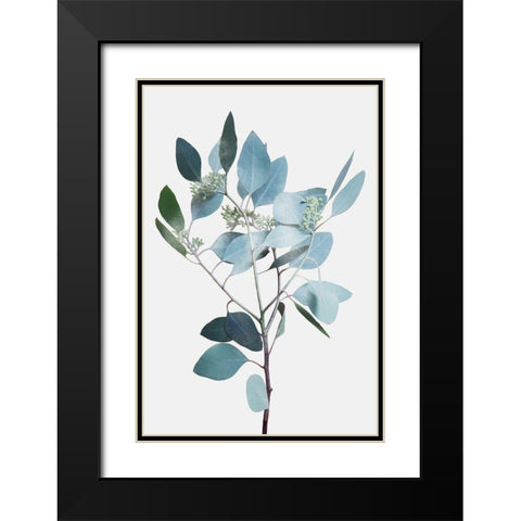 Misty Eucalyptus 2 Black Modern Wood Framed Art Print with Double Matting by Prime, Marcus