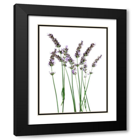 Lavender Desires Black Modern Wood Framed Art Print with Double Matting by Prime, Marcus
