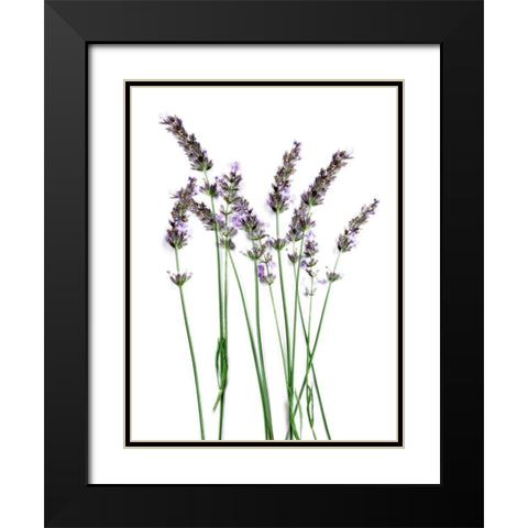 Lavender Desires Black Modern Wood Framed Art Print with Double Matting by Prime, Marcus