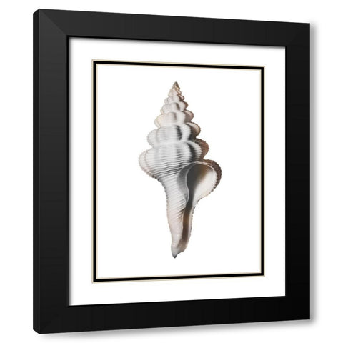Calming Spiral Shell Black Modern Wood Framed Art Print with Double Matting by Prime, Marcus