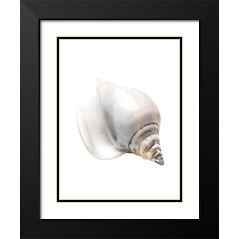 Calming Nautilus Shell Black Modern Wood Framed Art Print with Double Matting by Prime, Marcus