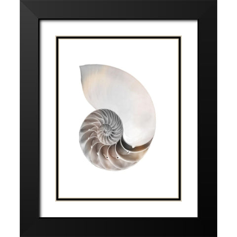 Calming Spiral Shell Black Modern Wood Framed Art Print with Double Matting by Prime, Marcus