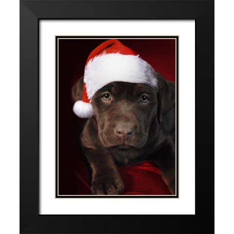 Christmas Pup 1 Black Modern Wood Framed Art Print with Double Matting by Prime, Marcus