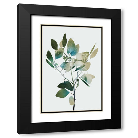 Blonde Eucalyptus 1 Black Modern Wood Framed Art Print with Double Matting by Prime, Marcus