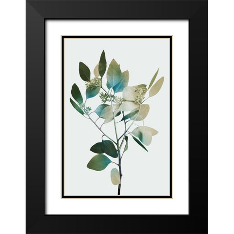 Blonde Eucalyptus 1 Black Modern Wood Framed Art Print with Double Matting by Prime, Marcus