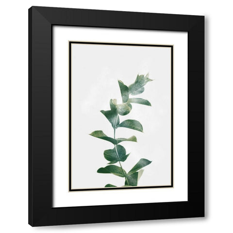 Gold Kissed Eucalyptus Black Modern Wood Framed Art Print with Double Matting by Prime, Marcus
