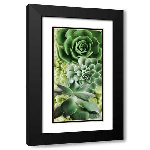Adored Succulents 5 Black Modern Wood Framed Art Print with Double Matting by Prime, Marcus