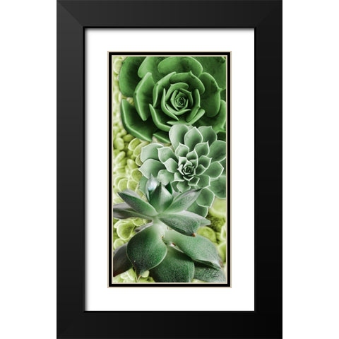 Adored Succulents 5 Black Modern Wood Framed Art Print with Double Matting by Prime, Marcus