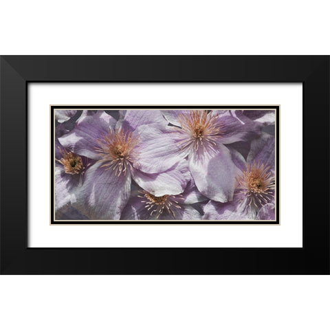 Lavender Explosion 3 Black Modern Wood Framed Art Print with Double Matting by Prime, Marcus