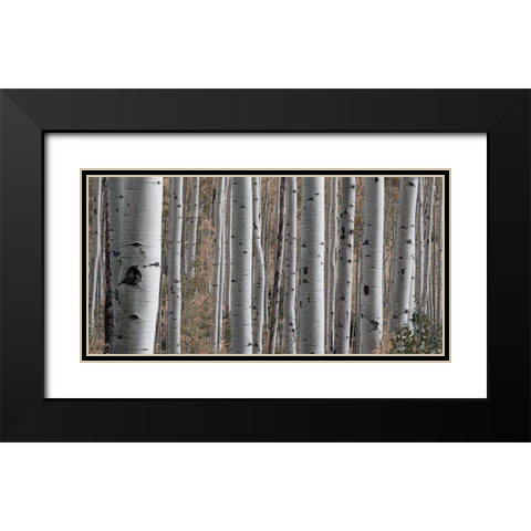 Birch Dream Black Modern Wood Framed Art Print with Double Matting by Prime, Marcus