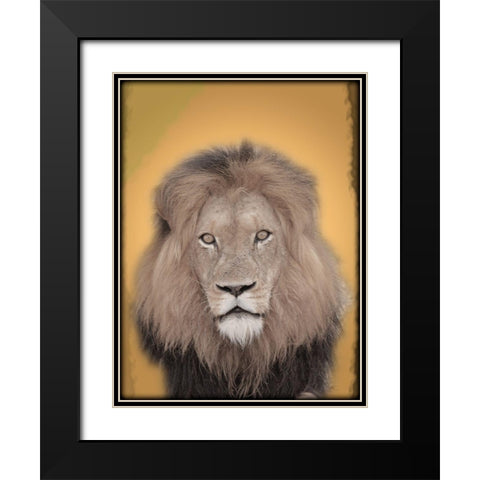 Lion In Thought 2 Black Modern Wood Framed Art Print with Double Matting by Prime, Marcus