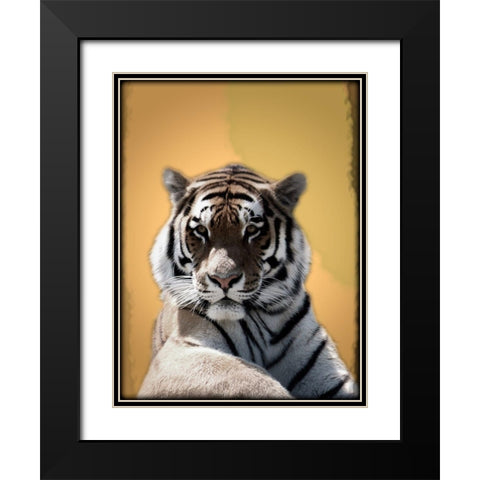 Tiger In Thought 2 Black Modern Wood Framed Art Print with Double Matting by Prime, Marcus