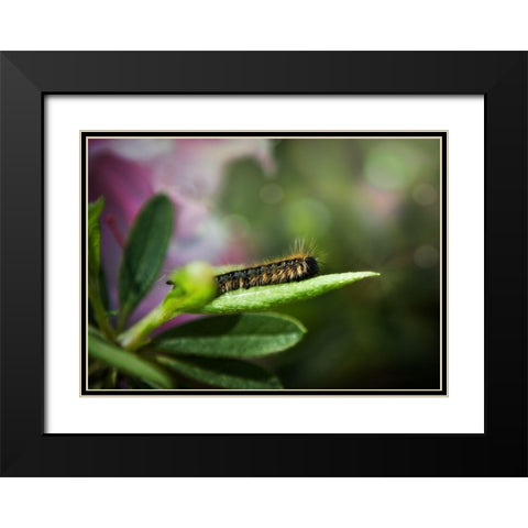 Caterpillar Black Modern Wood Framed Art Print with Double Matting by Reed, Michele