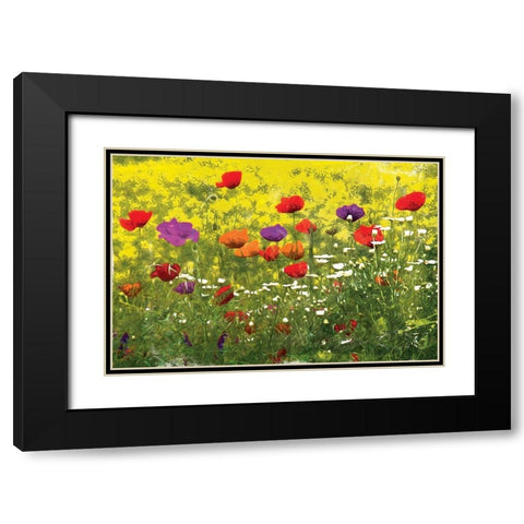 Another Pack Of Poppies Black Modern Wood Framed Art Print with Double Matting by Villa, Mlli