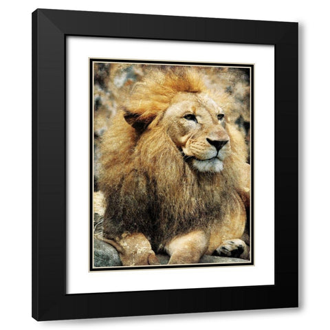 Lions Look Black Modern Wood Framed Art Print with Double Matting by Villa, Mlli