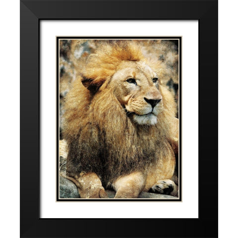 Lions Look Black Modern Wood Framed Art Print with Double Matting by Villa, Mlli