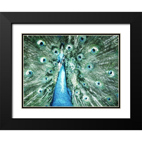 Looking Peacock Black Modern Wood Framed Art Print with Double Matting by Villa, Mlli