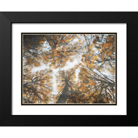 Look Up In The Forest Black Modern Wood Framed Art Print with Double Matting by Villa, Mlli