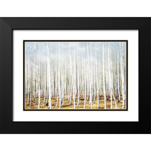 Birch In The Woods Black Modern Wood Framed Art Print with Double Matting by Villa, Mlli