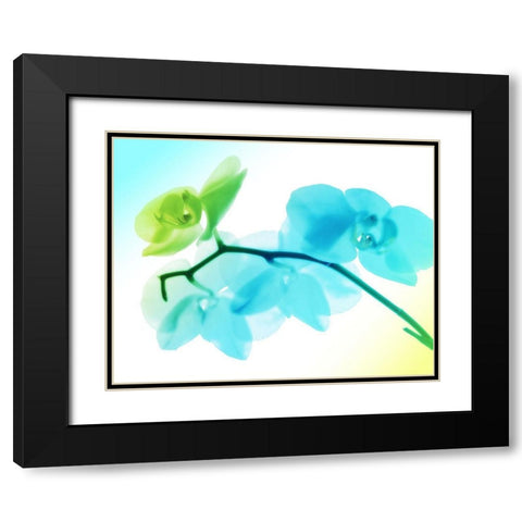 Electric Orchids Black Modern Wood Framed Art Print with Double Matting by Villa, Mlli