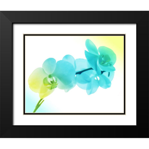 Electric Orchids 2 Black Modern Wood Framed Art Print with Double Matting by Villa, Mlli