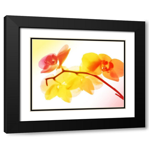 Sunny Electric Orchids Black Modern Wood Framed Art Print with Double Matting by Villa, Mlli