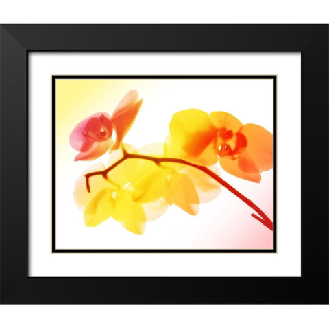 Sunny Electric Orchids Black Modern Wood Framed Art Print with Double Matting by Villa, Mlli