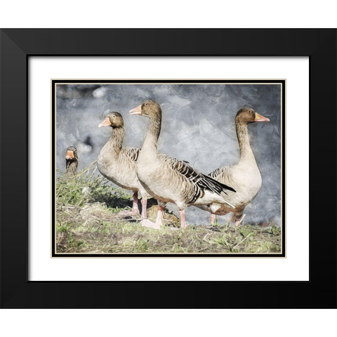 Goose Crew Too Black Modern Wood Framed Art Print with Double Matting by Villa, Mlli