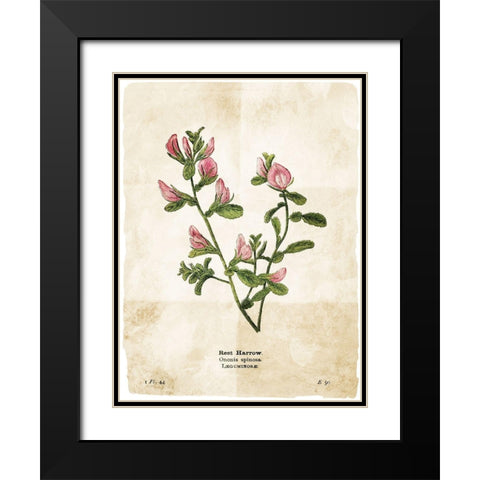 Flower Page Black Modern Wood Framed Art Print with Double Matting by Villa, Mlli