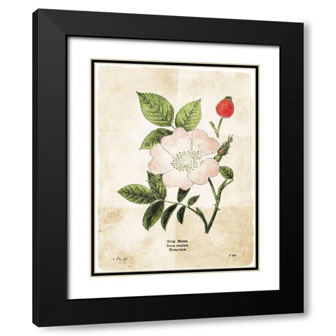 Flower Page Three Black Modern Wood Framed Art Print with Double Matting by Villa, Mlli