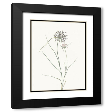 Sprout Black Modern Wood Framed Art Print with Double Matting by Villa, Mlli