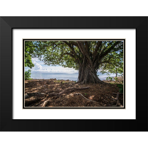 Shaded Tree Black Modern Wood Framed Art Print with Double Matting by Orlando
