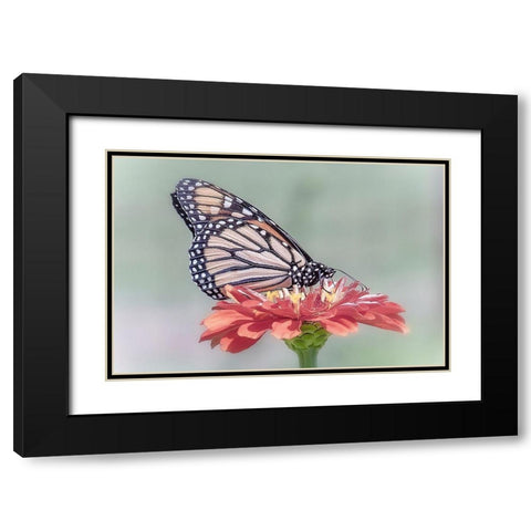 Pristine Desire 1 Black Modern Wood Framed Art Print with Double Matting by DeLuca, Pat