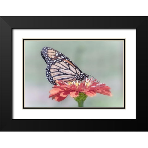 Pristine Desire 1 Black Modern Wood Framed Art Print with Double Matting by DeLuca, Pat