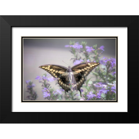 Pristine Desire 2 Black Modern Wood Framed Art Print with Double Matting by DeLuca, Pat
