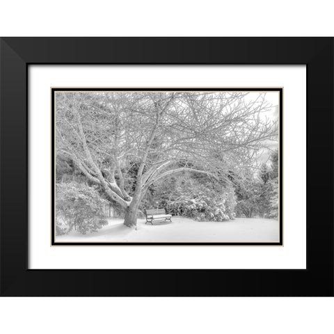 Aboretum December 2 Black Modern Wood Framed Art Print with Double Matting by DeLuca, Pat