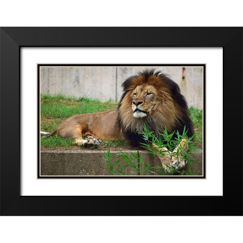 Brilliant Direction Black Modern Wood Framed Art Print with Double Matting by DeLuca, Pat