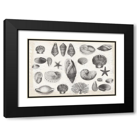 Shell Collage Black Modern Wood Framed Art Print with Double Matting by Lula Bijoux and Company
