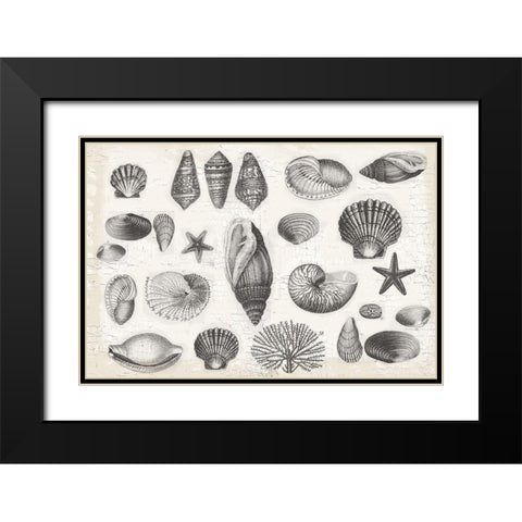 Shell Collage Black Modern Wood Framed Art Print with Double Matting by Lula Bijoux and Company