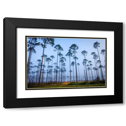 Piney Woods Black Modern Wood Framed Art Print with Double Matting by Taylor, Glenn